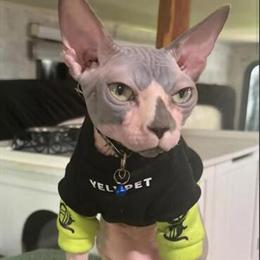 Male Sphynx Cat Available for Adoption in Miami, fl