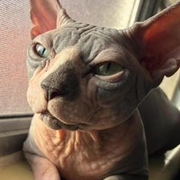 Stud Runtz Available for Breeding in Miami, fl