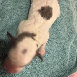 Bernedoodle Puppies Available in Warsaw, in