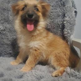 Aussie Pom Male Puppy Available for Adoption in Goshen, in
