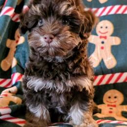 Havapoo Puppy - Chocolate Phantom Boy Available in Lenoir, nc