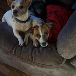 Bonded Jack Russell Pair for Sale in Warsaw, in
