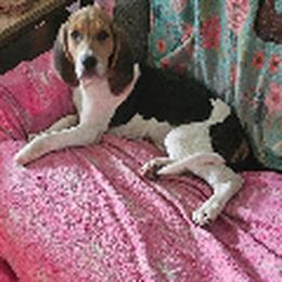 Treeing Walker Coonhound Puppy Abner Needs a Forever Home in Newport News, va