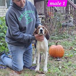 Treeing Walker Coonhound Puppies for Sale in Newport News, va