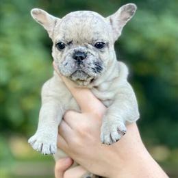 French Bulldog puppies ready for new homes now in Croswell, mi