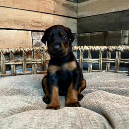 AKC Doberman Puppies Available for Adoption in Croswell, mi