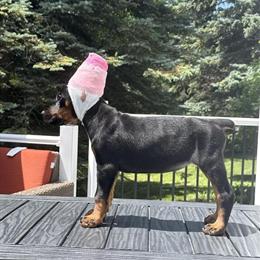 Doberman Pinscher Puppies Available in Croswell, mi