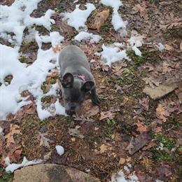 Blue Female French Bulldog Available for a Good Home in Roanoke, va