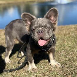 Fluffy French Bulldog Female in Savannah, ga