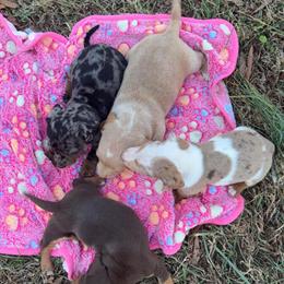 Miniature Dachshunds Available in Hickory, nc