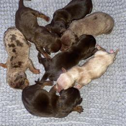 Miniature Dachshund Puppies Available in Hickory, nc