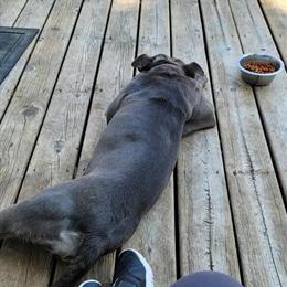 3 Year Old Female American Bully Looking for a New Home in Sioux Falls, sd