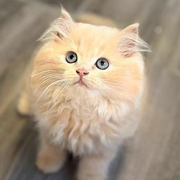 Persian Kittens Available - 12 Weeks Old in Cleveland, oh