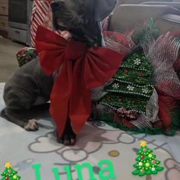 Great Dane Puppy Ready for a New Home in Grabill, in