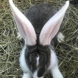 Continental Giant Bunnies for Sale in Chillicothe, oh