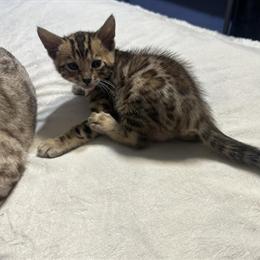 Savannah/Bengal Kittens Looking for New Homes in Detroit, mi