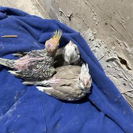 Cockatiel Babies for Sale in Newark, nj