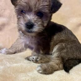 Maltese mix puppy, 8 weeks old, for rehoming in Kansas City, mo