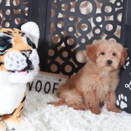 Maltipoo Puppy Luna Looking for a Forever Home in Mount Vernon, oh