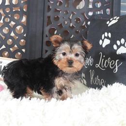 Yorkshire Terrier Puppy - Bonnie the Adorable Toy Yorkie in Mount Vernon, oh