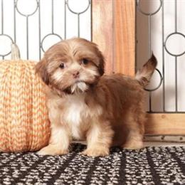 Shih Tzu Puppy Olive Ready for Her Forever Home in Mount Vernon, oh
