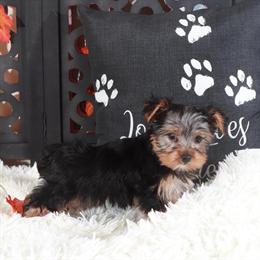 Handsome Male Toy Yorkshire Terrier Ready for Love in Mount Vernon, oh