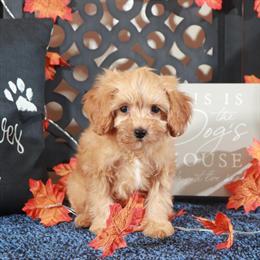 Cavapoo Puppy - Adorable Male Ready for a Loving Home in Mount Vernon, oh