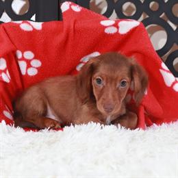 Chocolate Dachshund Puppy Available in Mount Vernon, oh