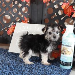 Adorable Silver Teacup Morkie Princess Available in Mount Vernon, oh