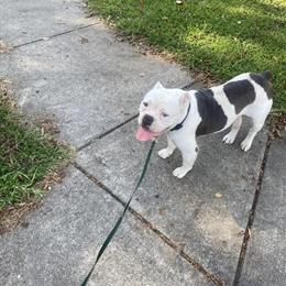 Old English Bulldog Looking for a Good Home in Charlotte, nc