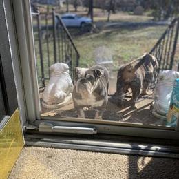 English Bulldog Female Available for Loving Home in Charlotte, nc