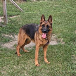 German Shepherd - 3 Year Old Spayed Female Available in Caledonia, mi
