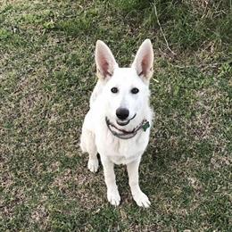 German Shepherd Puppies in White and Black & Tan in Nahunta, ga