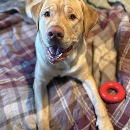 Labrador Retriever, 10 Months Old, Needs a Good Home in Richmond, va