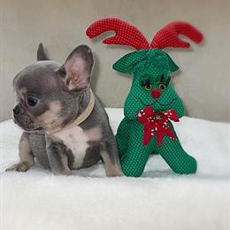 French Bulldog Puppies Available - AKC Registered, 8 Weeks Old in Troy, mi