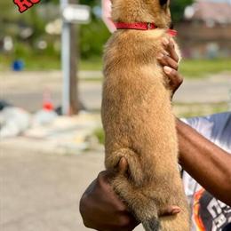 Belgian Malinois Puppies Available in Troy, mi