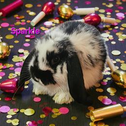 Mini Lops for Adoption - 4 Hand-Raised Bunnies in Fowlerville, mi