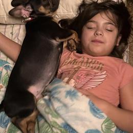 French Bulldog Puppies - 1 Year Old Female Sisters in New Haven, mi