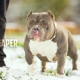 American Bully Stud Available in Cincinnati, oh