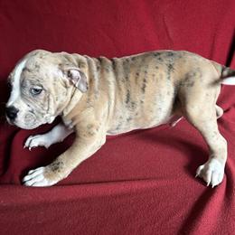 Exotic Merle American Bully Puppies Available in Norfolk, va