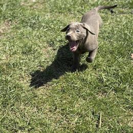 Labrador Retriever Puppies Available Now in Richmond, va