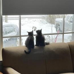 Free Male Black Cats in Grand Blanc, mi