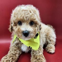 Poodle Puppies Ready for New Homes in New York - New Jersey in Brooklyn, ny