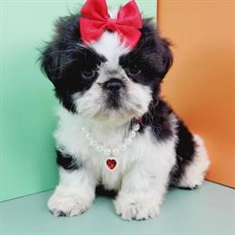 Shih Tzu Puppies Available in New York and New Jersey in Brooklyn, ny