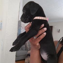 Cane Corso Puppies Ready to Go - 9 Weeks Old - $600 OBO in Detroit, mi