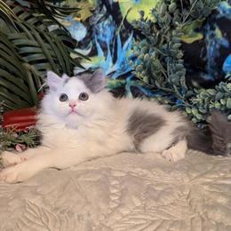 Persian Kittens Available in Indianapolis, in
