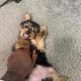 Yorkshire Terrier puppy available for rehoming in Prince Frederick, md