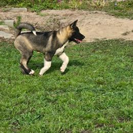Female Akita - AKC Registered and Microchipped in Raleigh, nc