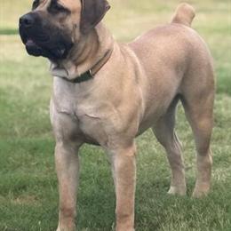 Boerboel Male, 9 Months Old, No Papers in Raleigh, nc