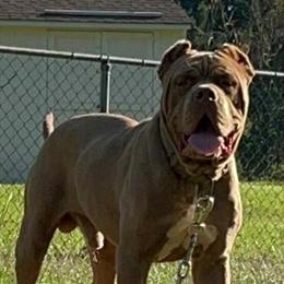 Mastiff for Stud or Sale - 1 Year Old, 170 lbs in Raleigh, nc